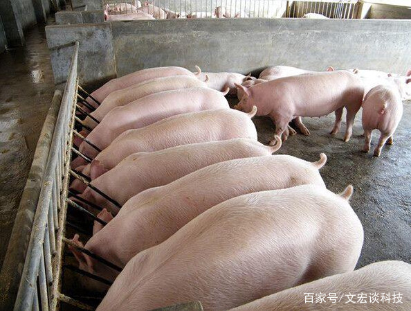 養(yǎng)豬牛用液態(tài)發(fā)酵飼料時(shí)添加小蘇打的原因與效果分析