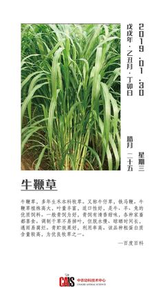 30種牧草粗飼料詳解 豐富草食家畜的營(yíng)養(yǎng)寶庫(kù)